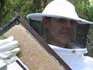 Serviço especializado em captura e remoção de abelhas