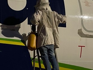 Serviço especializado em captura e remoção de abelhas